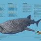 Sample pages from Listified! about whales